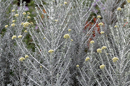 Ozothamnus leptophyllus