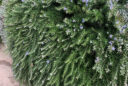 le romarin (Rosmarinus officinalis)