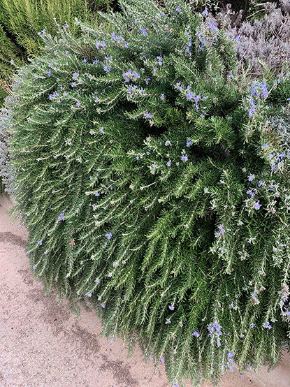 le romarin (Rosmarinus officinalis)