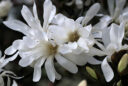 Magnolia stellata (magnolia étoilé)