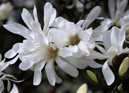 Magnolia stellata (magnolia étoilé)
