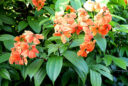 Bauhinia kockiana