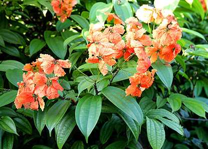 Bauhinia kockiana