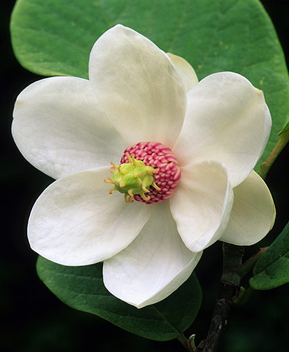 Magnolia sieboldii (magnolia de Siebold)