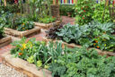 Potager en planches surélevées
