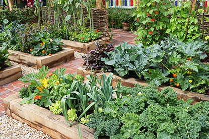 Potager en planches surélevées