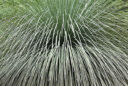 Xanthorrhoea arborea (blackboy)