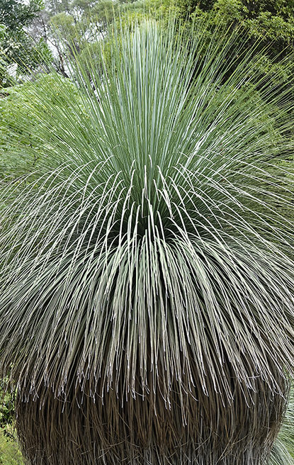 Xanthorrhoea arborea (blackboy)