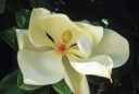 Magnolia grandiflora. (magnolia à grandes fleurs)