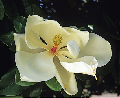 Magnolia grandiflora. (magnolia à grandes fleurs)