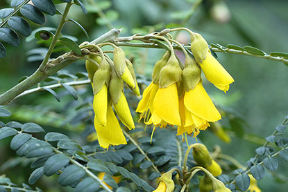 Sophora microphylla ‘Sun King’