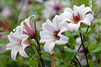 Clematis texensis Princess Kate Zoprika (clématite à fleur de tulipe)
