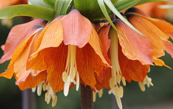 La couronne impériale (Fritillaria imperialis)
