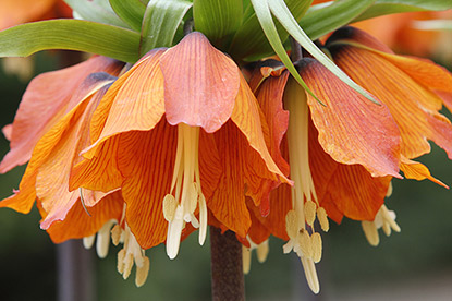 La couronne impériale (Fritillaria imperialis)