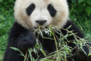 Le panda géant (Ailuropoda melanoleuca)
