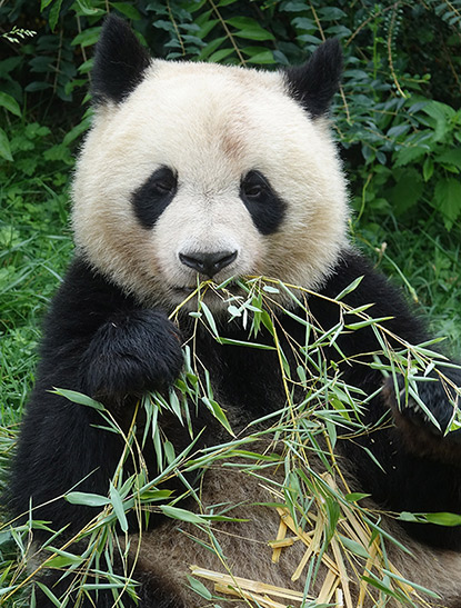 Le panda géant (Ailuropoda melanoleuca)