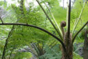 Cyathea cooperi