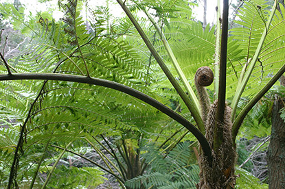 Cyathea cooperi