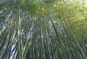 Phyllostachys sulphurea