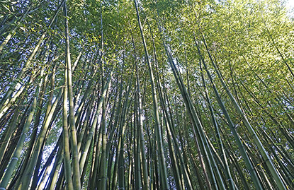 Phyllostachys sulphurea