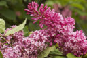 lilas hybride du Canada (Syringa x prestoniae ‘Isabella’)