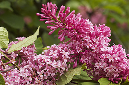 lilas hybride du Canada (Syringa x prestoniae ‘Isabella’)