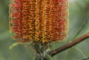 Banksia occidentalis
