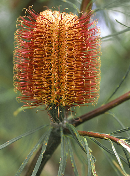 Banksia occidentalis