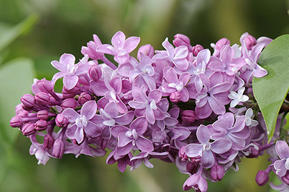 le lilas ‘Louis Henry’