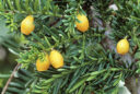 Taxus baccata ‘Fructu Luteo’ ou ‘Xanthocarpa’