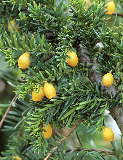 Taxus baccata ‘Fructu Luteo’ ou ‘Xanthocarpa’