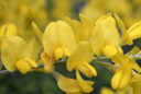 Genista 'Porlock’