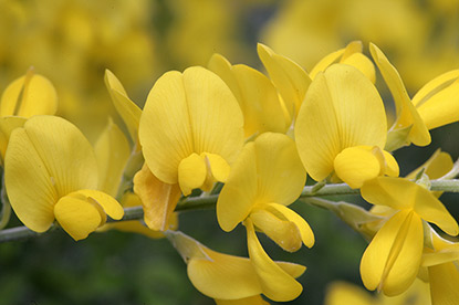 Genista 'Porlock’