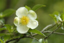 Stewartia serrata