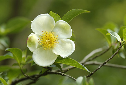 Stewartia serrata