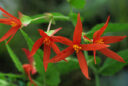 Begonia boliviensis