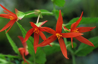 Begonia boliviensis