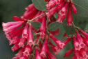 Cestrum elegans