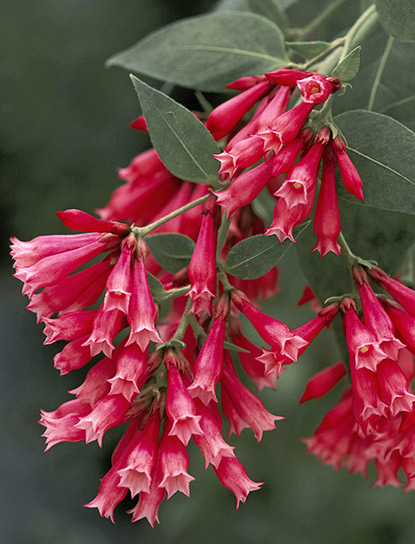 Cestrum elegans