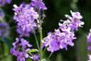 Lunaria annua