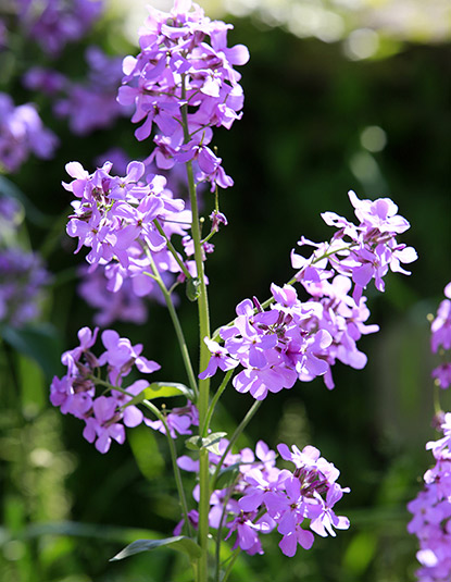 Lunaria annua