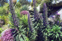 Vipérine géante des Canaries (Echium pininana)