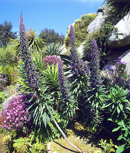 Vipérine géante des Canaries (Echium pininana)