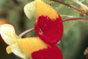 Impatiens niamniamensis « bec de perroquet »