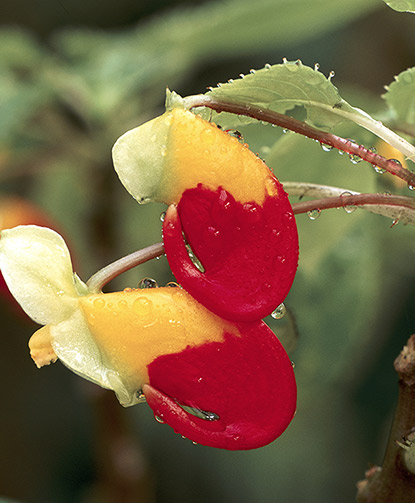 Impatiens niamniamensis « bec de perroquet »