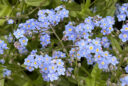 Myosotis des jardins (Myosotis sylvatica)