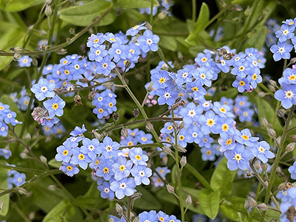 Myosotis des jardins (Myosotis sylvatica)