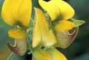 Crotalaria pallida