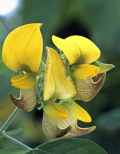 Crotalaria pallida