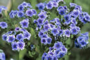 Myosotis des îles Chatham (Myosotidium hortensia)